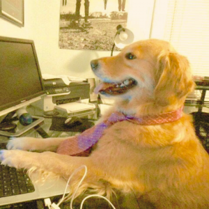 Dog typing on computer